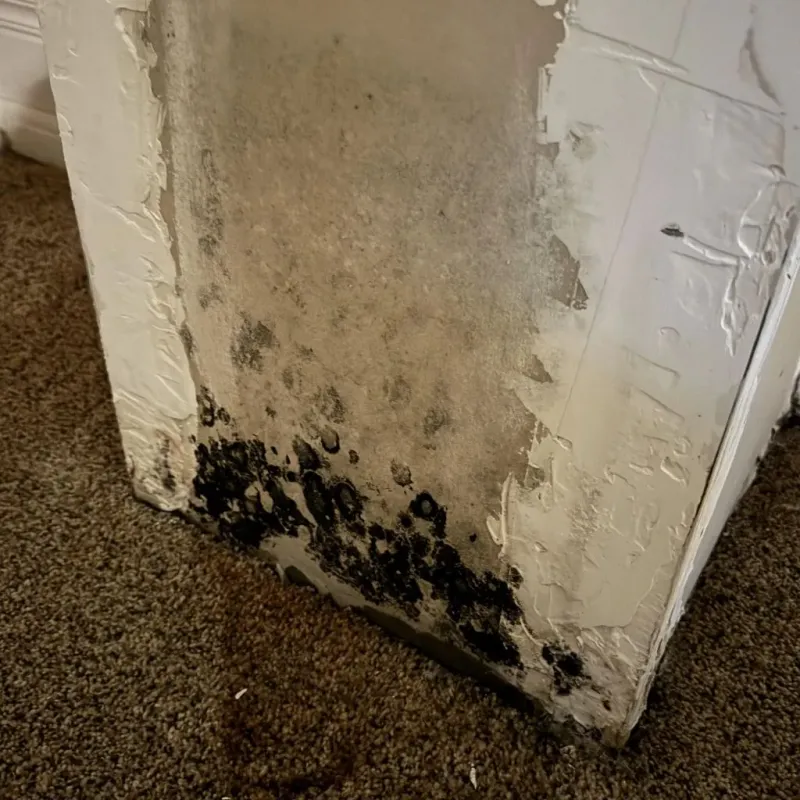 Professional Mold Removal in South Woodstock, CT